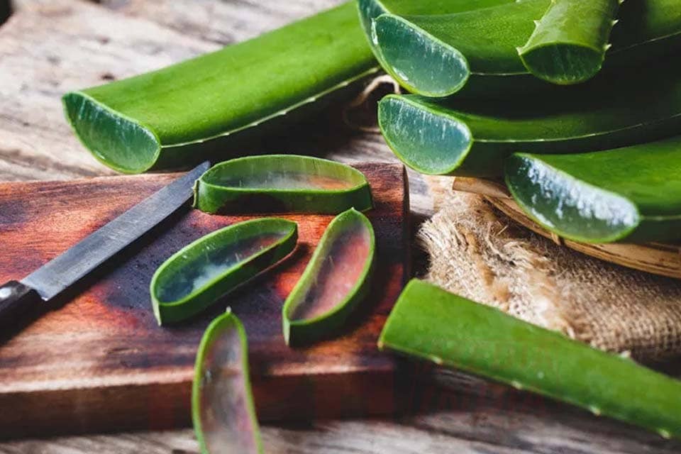 Aloe Vera